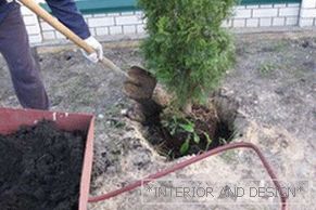 Plantar thuja es simple, lo principal es cavar un agujero correctamente y agregar fertilizante.