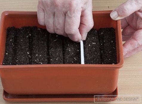 Capacidad para germinar semillas de caléndula.