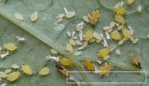 Áfido - fotos de insectos en una hoja de pepino.